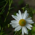 Leucanthemella serotina fleur